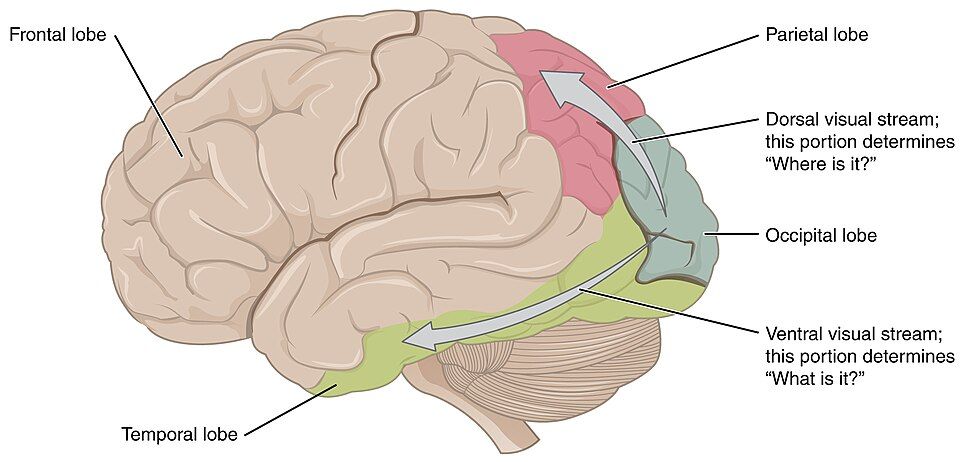 Visual processing streams in the brain reference figure