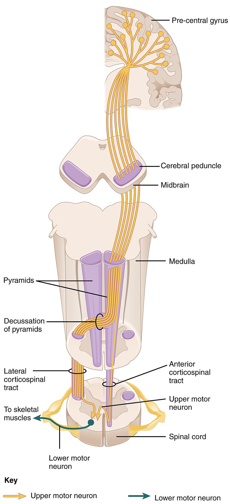 Corticospinal motor pathway reference figure
