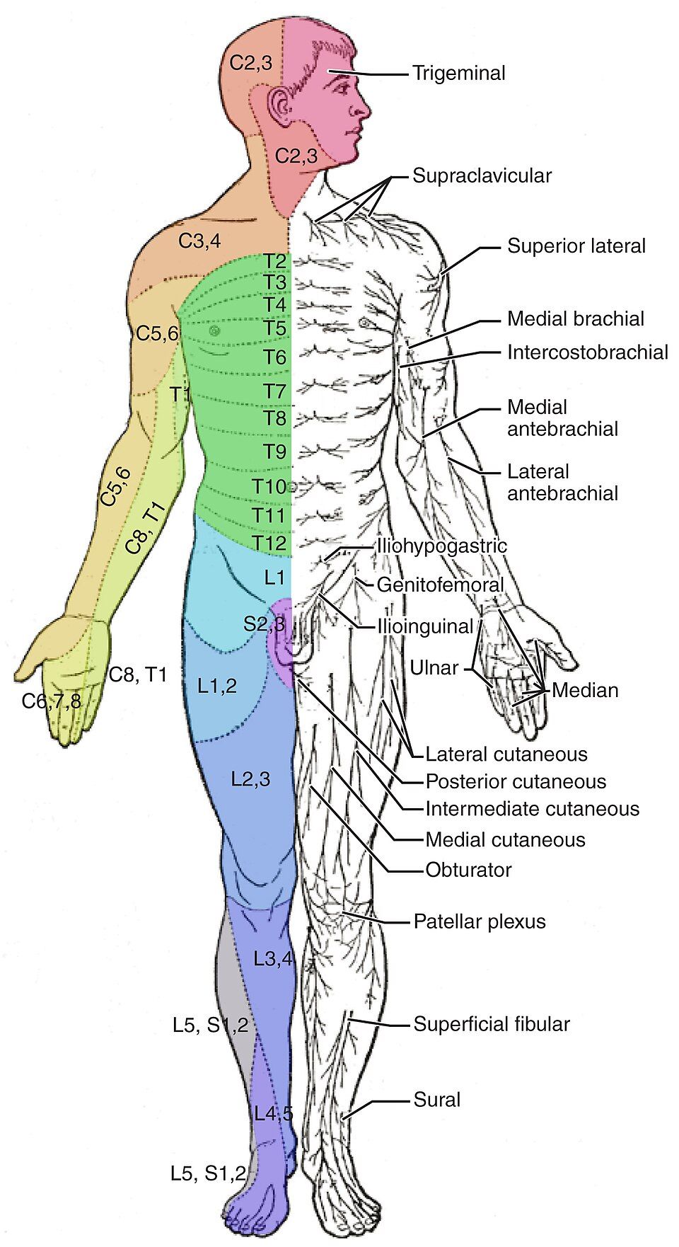 Full-body dermatome map reference figure