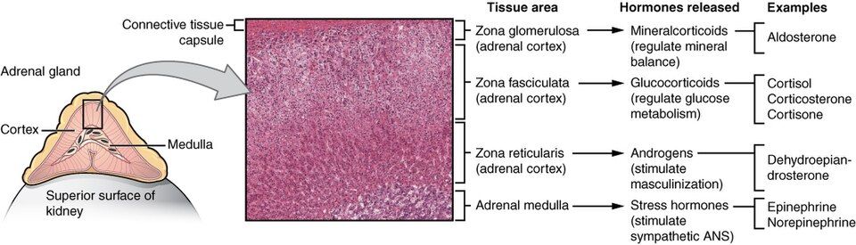 Adrenal gland cortex zones and medulla reference figure