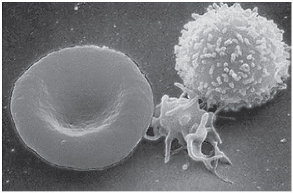 Red blood cell, platelet, and white blood cell reference figure