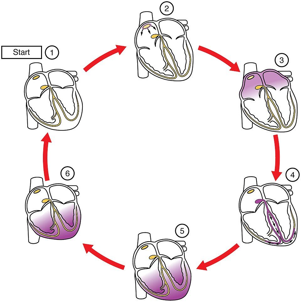 Spread of the cardiac impulse reference figure