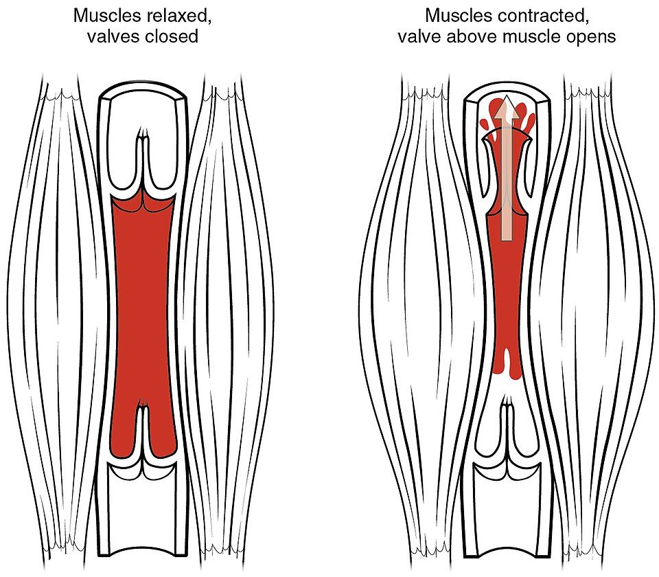Skeletal muscle pump and venous valves reference figure
