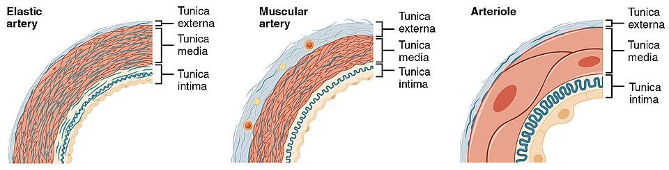 Blood vessel wall tunics reference figure