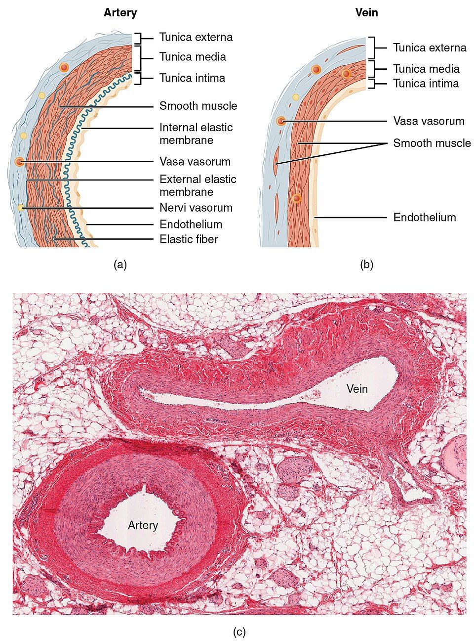 Comparison of artery, vein, and capillary reference figure