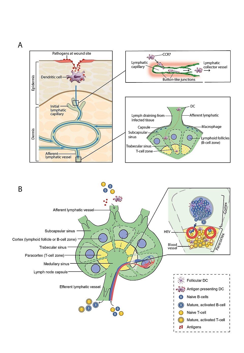 Active and passive, natural and artificial immunity reference figure