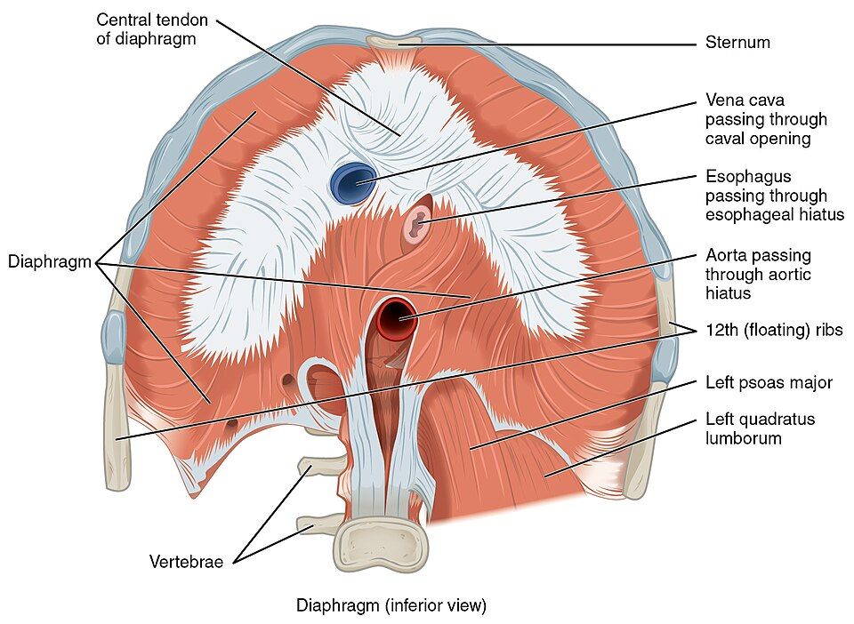 Breathing mechanics and Boyle's law reference figure