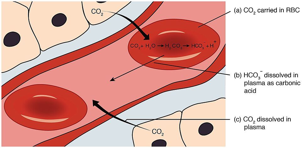Oxygen and carbon dioxide transport reference figure