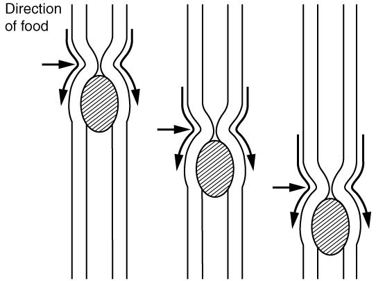 Peristalsis and segmentation reference figure