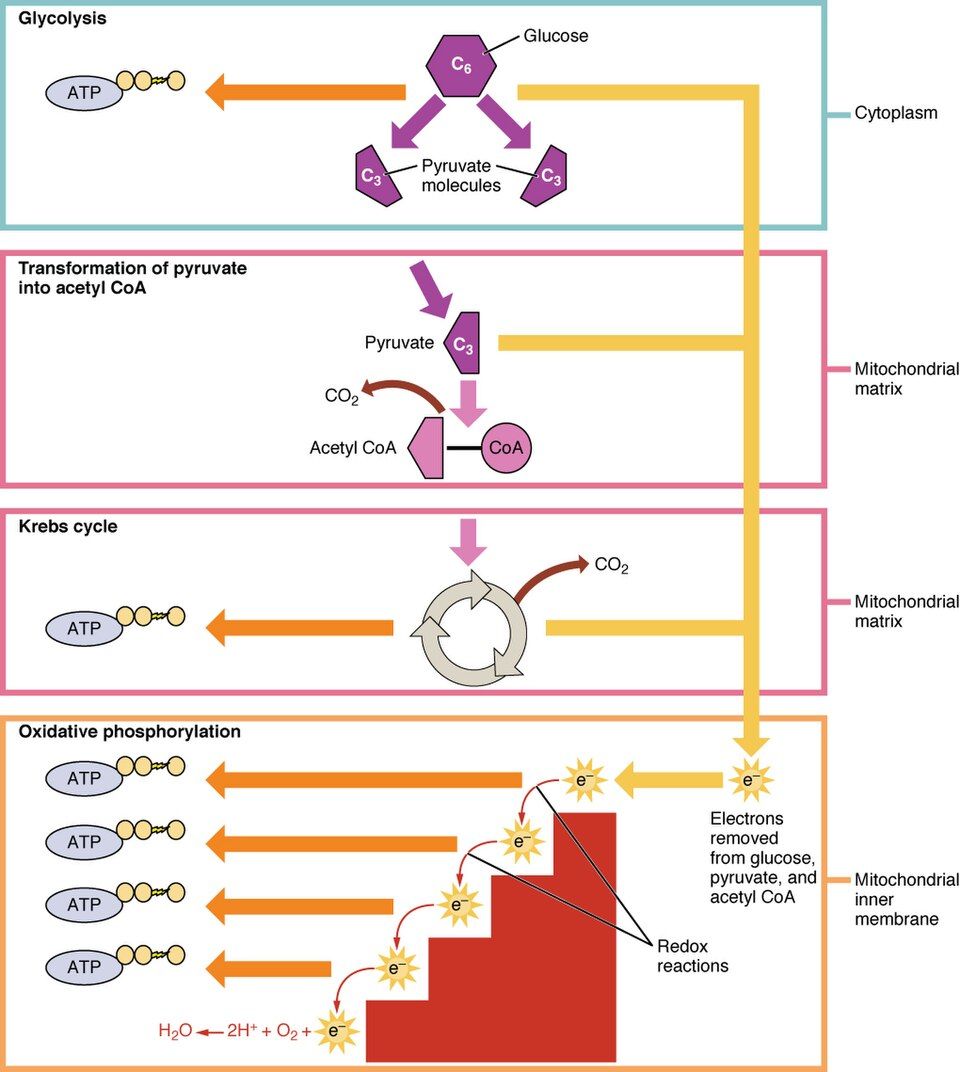 Cellular respiration stages reference figure