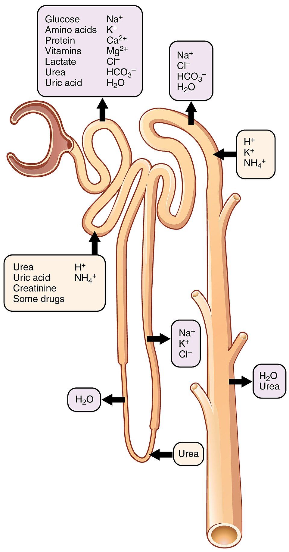Urine formation reference figure