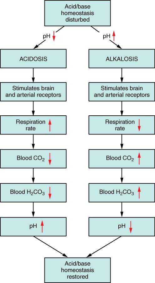 Blood pH and the bicarbonate buffer reference figure
