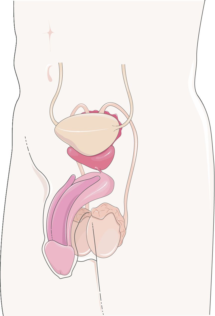 Male reproductive anatomy reference figure