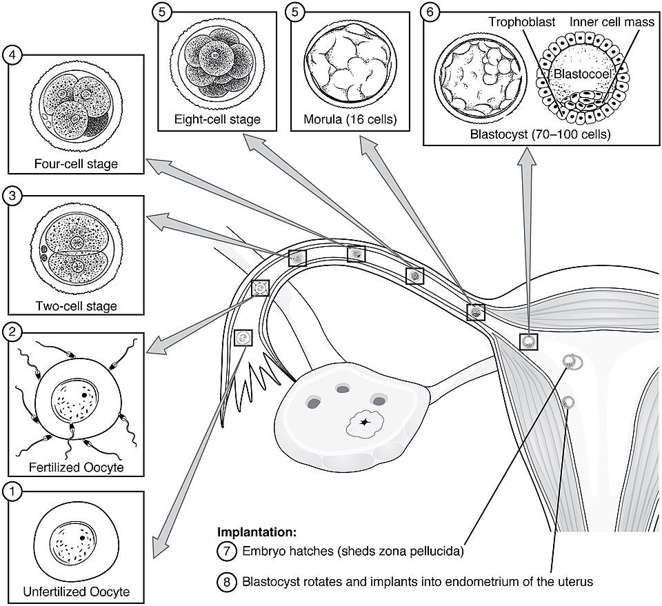 Pre-embryonic development journey reference figure