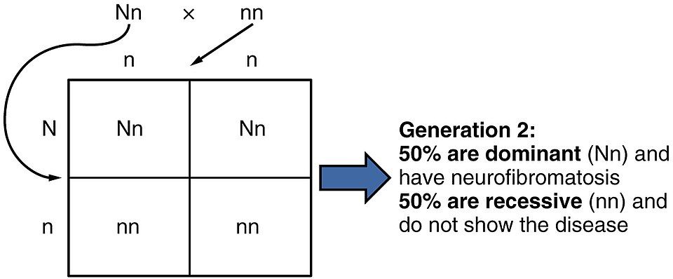 Punnett square monohybrid cross reference figure