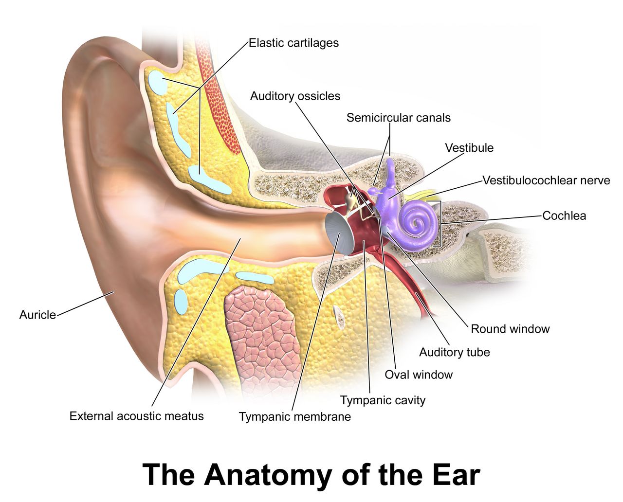 External, middle and inner ear &mdash; the three compartments that separate conductive from sensorineural hearing loss.
