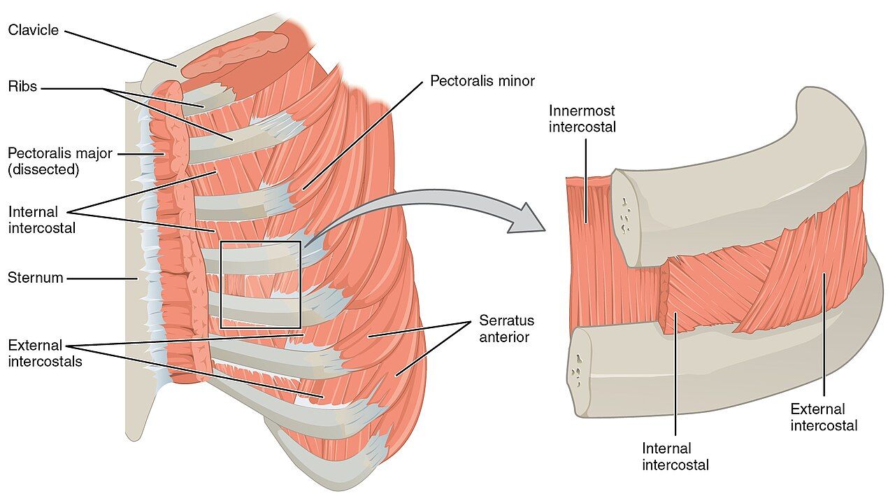 Anterior and posterior views of the thorax showing the sternal angle, ribs, intercostal spaces, midsternal, midclavicular, axillary, scapular and vertebral reference lines