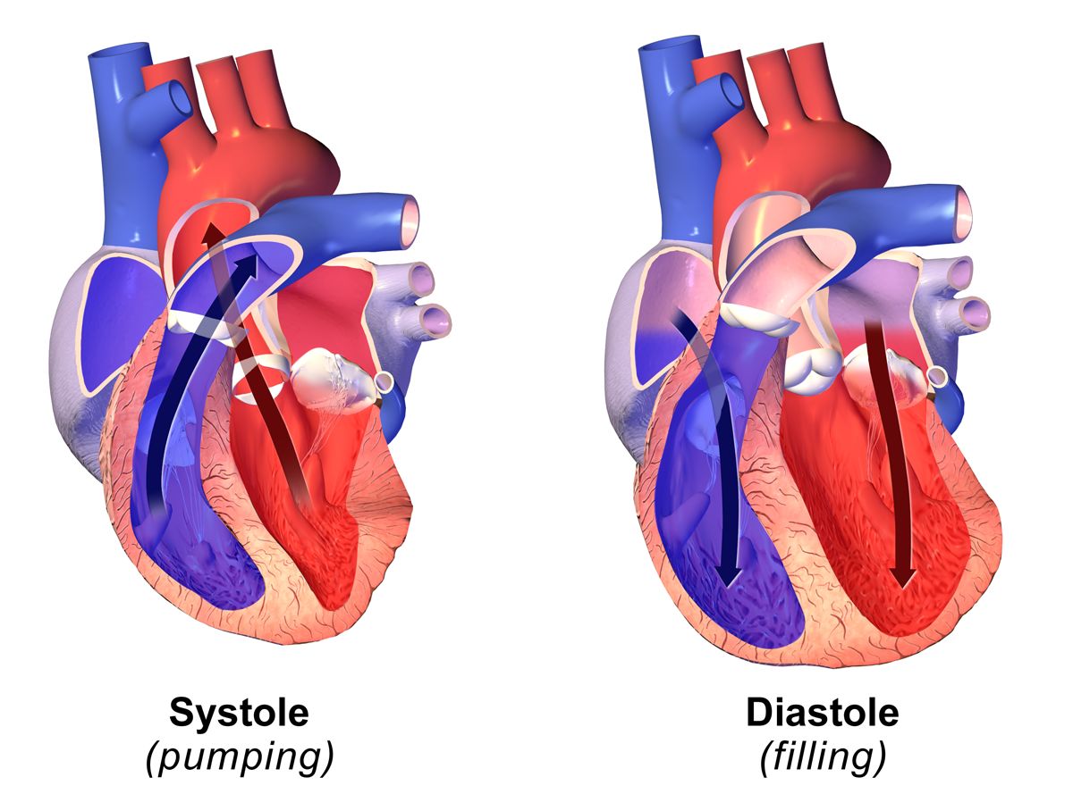 Diagram of the cardiac cycle showing the timing of S1, S2, S3 and S4 against systole and diastole, with the five precordial auscultation sites marked on the chest wall