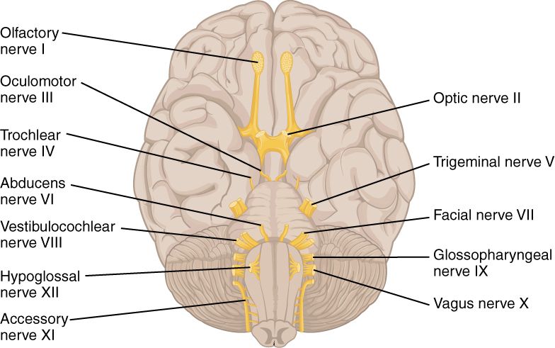 The twelve cranial nerves emerge in a fixed order from the inferior surface of the brain, and testing them in that order keeps the exam reproducible.