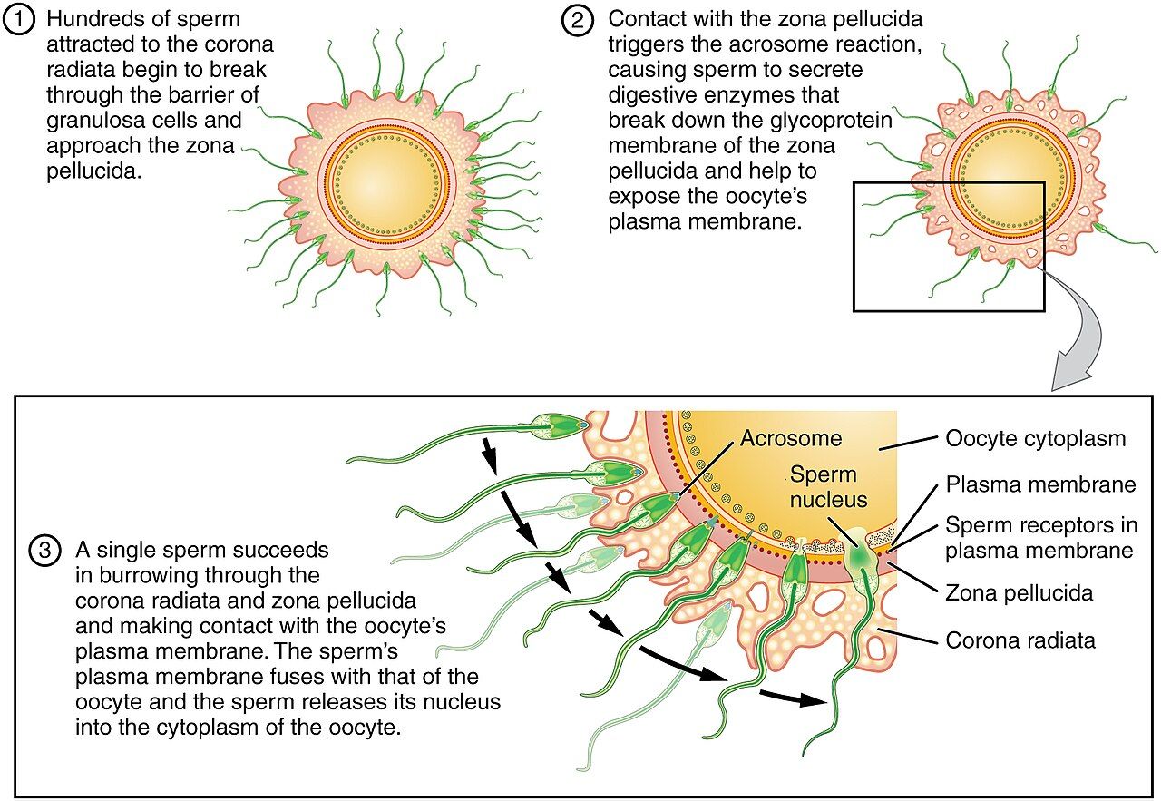 Sperm surrounding an egg at the moment of fertilization