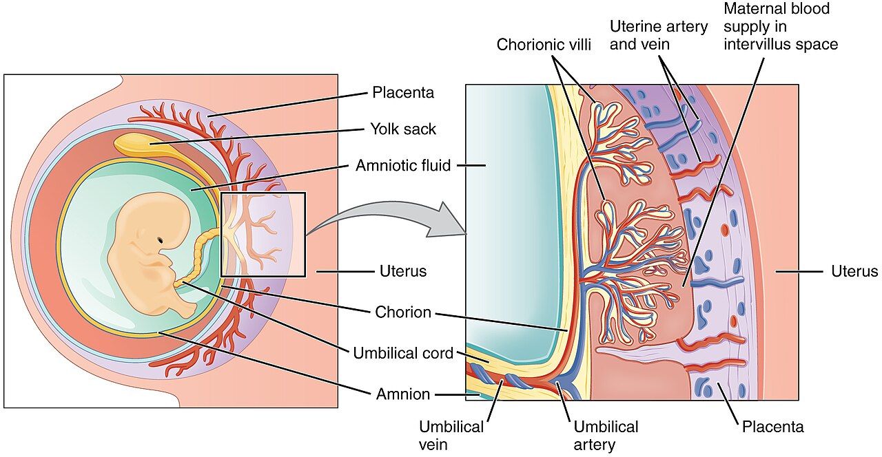 Diagram of the placenta showing the exchange of substances between mother and fetus