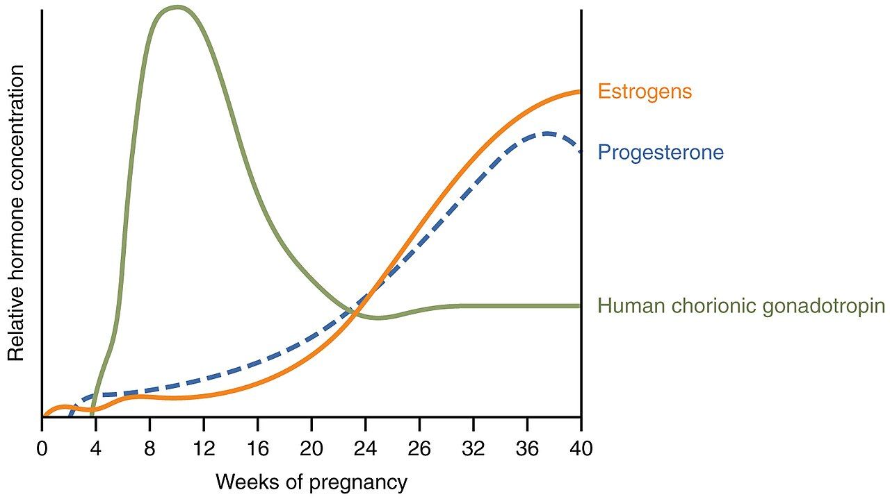 The hormonal cascade that initiates and sustains labor, the same pathway many interventions act upon