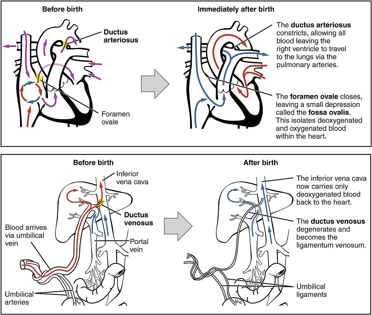 The newborn circulatory system, which must switch to breathing air within seconds of birth