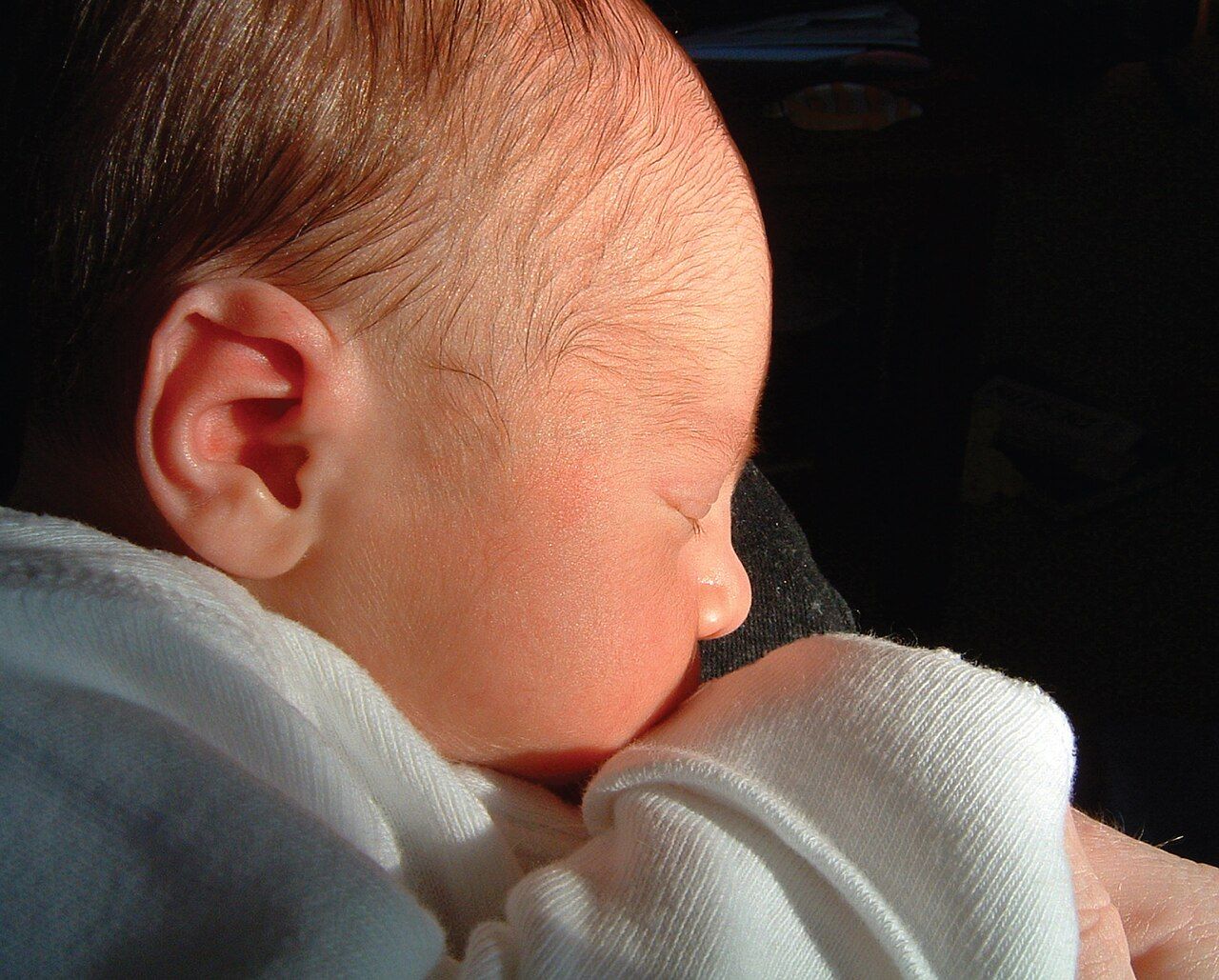 A newborn infant, already able to see, hear, smell, and prefer familiar faces and voices