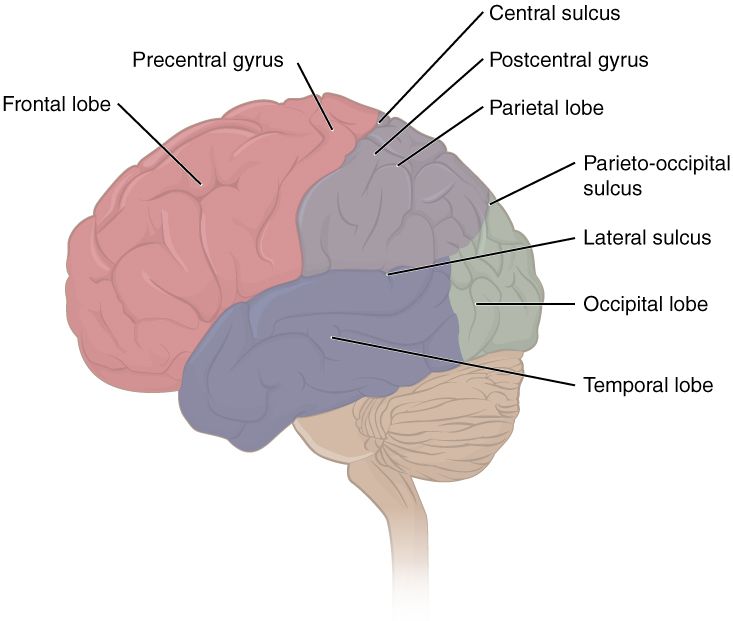 The four lobes of the cerebral cortex, the seat of reasoning, memory, and accumulated knowledge