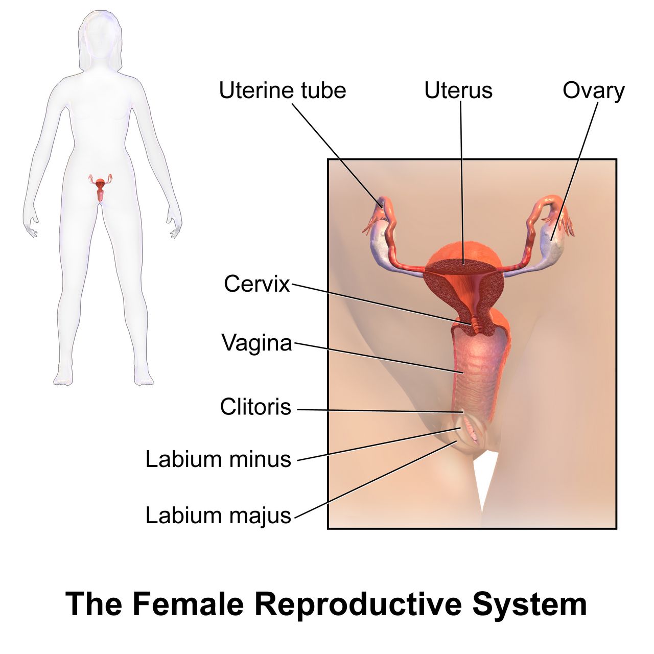 Labelled diagram of the female reproductive tract showing ovary, fimbriae, ampulla and isthmus of the uterine tube, fundus and body of the uterus, cervix and vagina