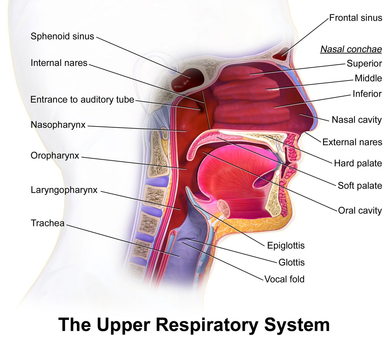 Preterm newborn in an incubator receiving respiratory support with monitoring leads attached to the chest