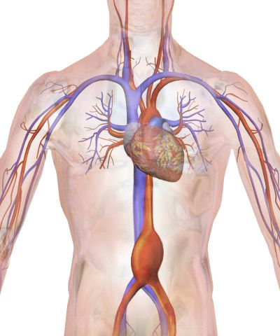 Illustration of bimanual uterine compression for postpartum haemorrhage, with one fist in the anterior vaginal fornix and the other hand compressing the fundus abdominally