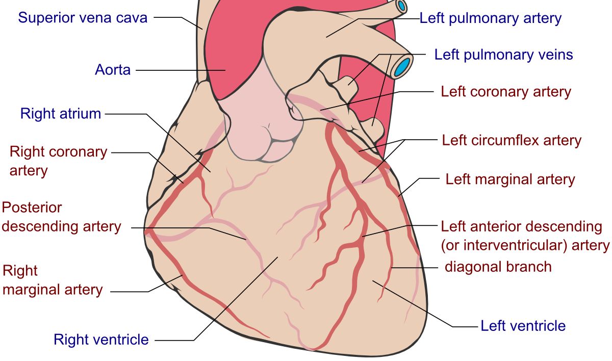 The coronary arteries sit on the surface of the heart and feed inward, so the subendocardium &mdash; the last tissue perfused &mdash; is the first to die.