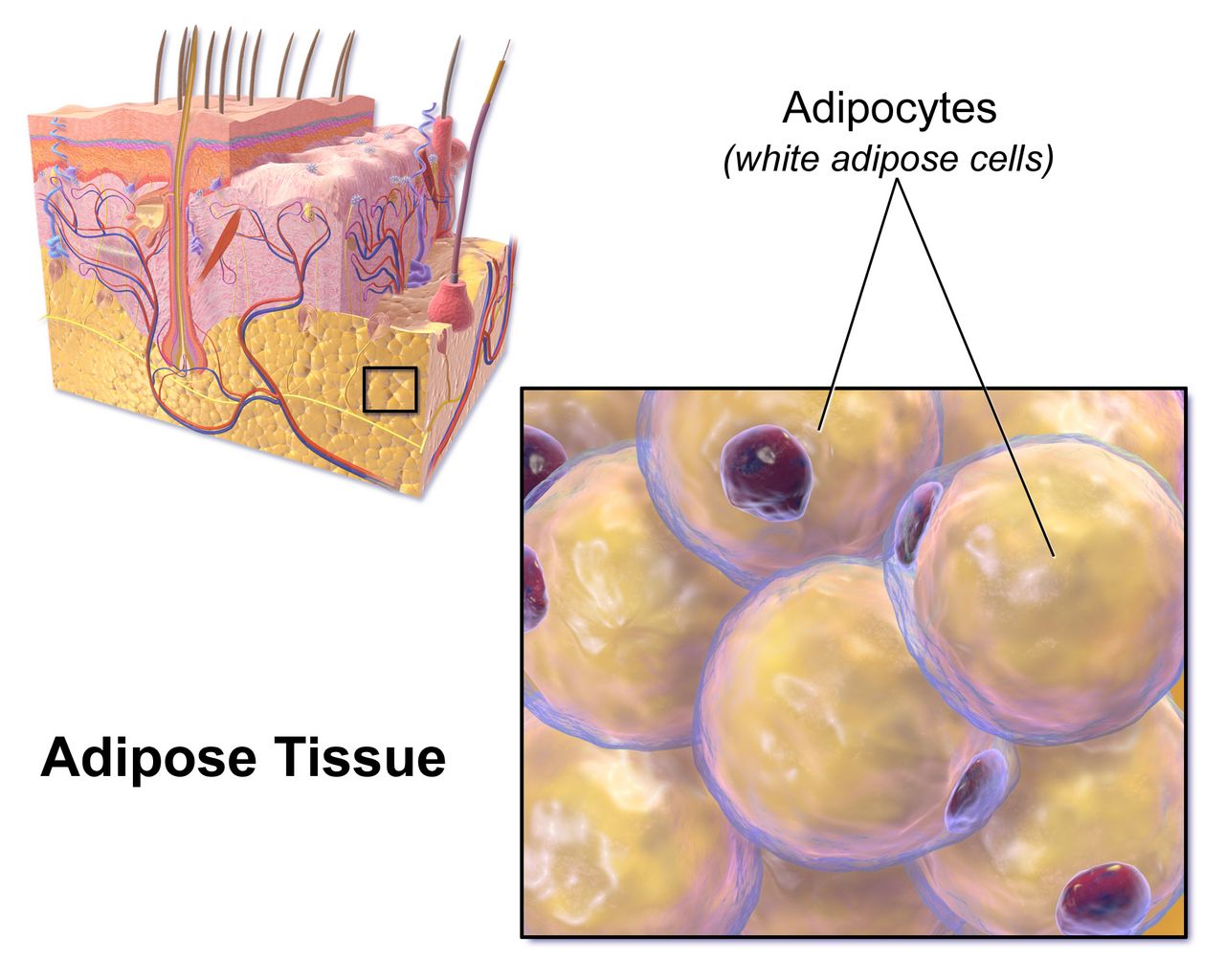 Histologic section of pancreatic tissue showing an islet of Langerhans stained paler than the surrounding darker acinar exocrine tissue