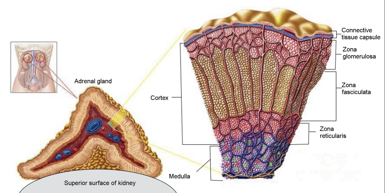 Salt, sugar and sex from outside in, with catecholamines at the core &mdash; adrenal zonal anatomy predicts the syndrome each lesion produces.