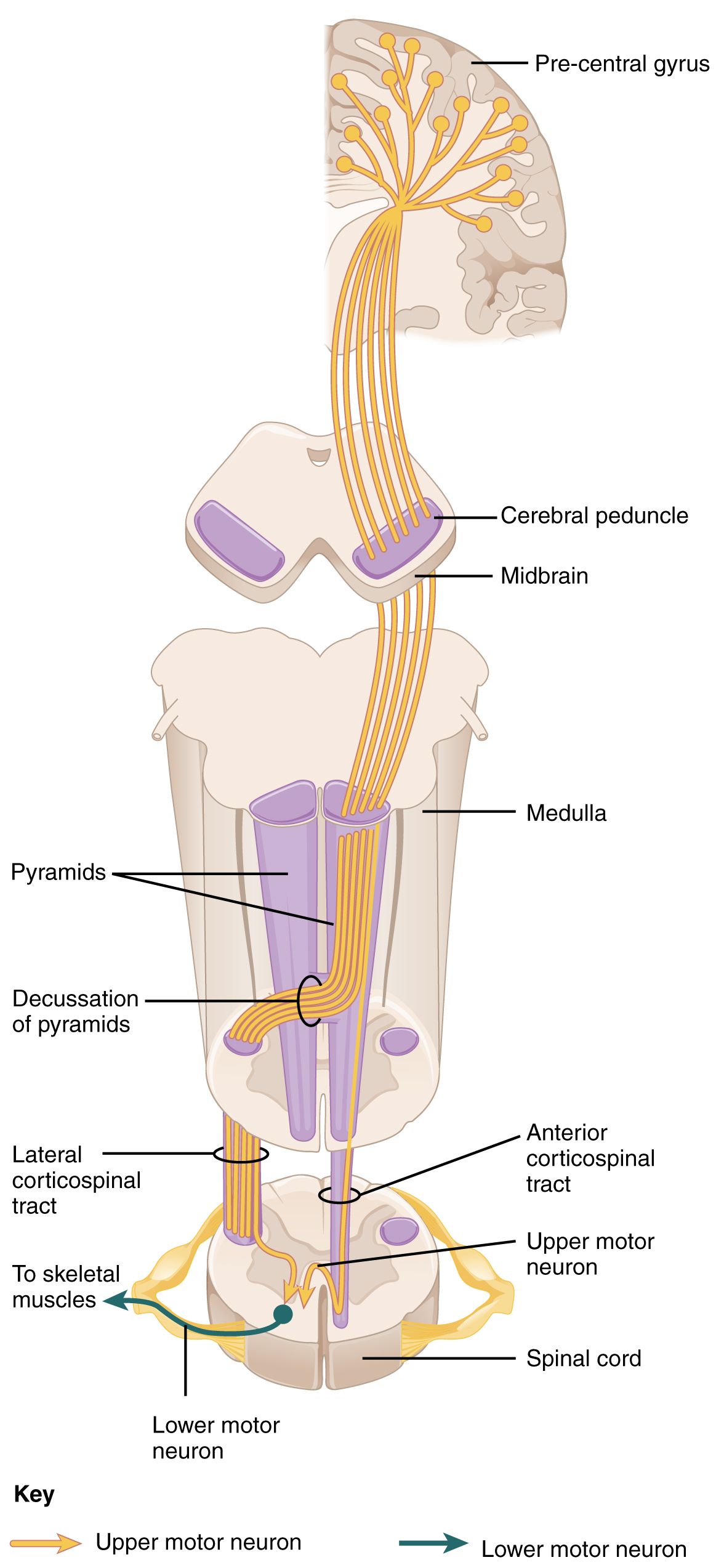 The motor pathway from cortex to muscle &mdash; the level at which it fails determines every finding you will document.