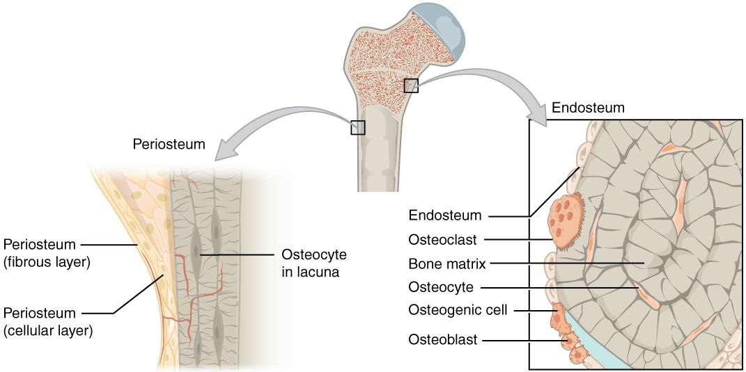 Labelled diagram of a long bone in cross section showing periosteum, compact bone, spongy bone, medullary cavity, epiphysis and diaphysis with nutrient artery