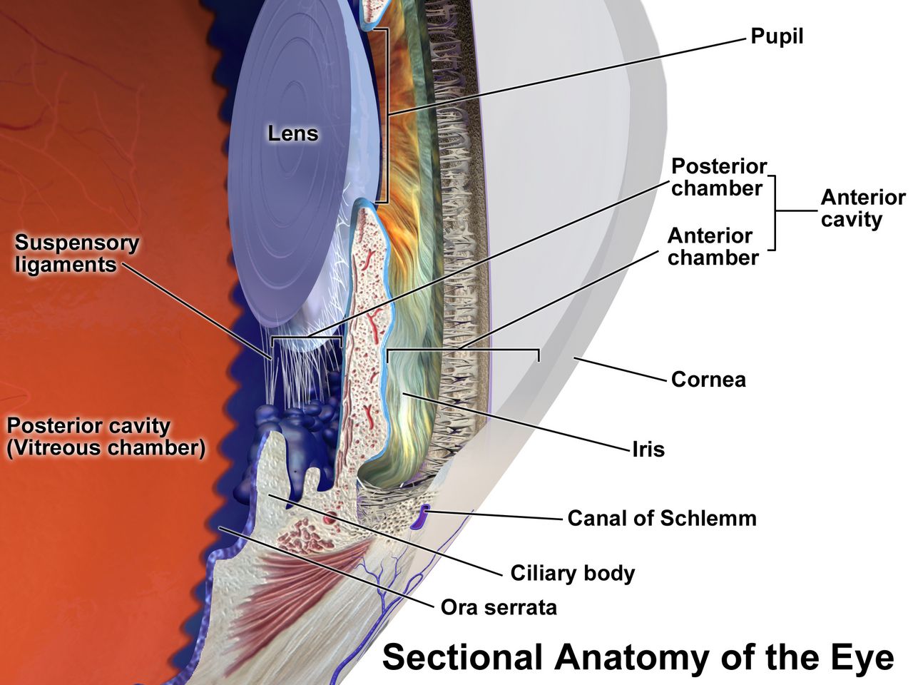 Cross-sectional anatomical diagram of the human eye showing cornea, anterior chamber, iris, lens, vitreous body, retina, macula, fovea and optic nerve