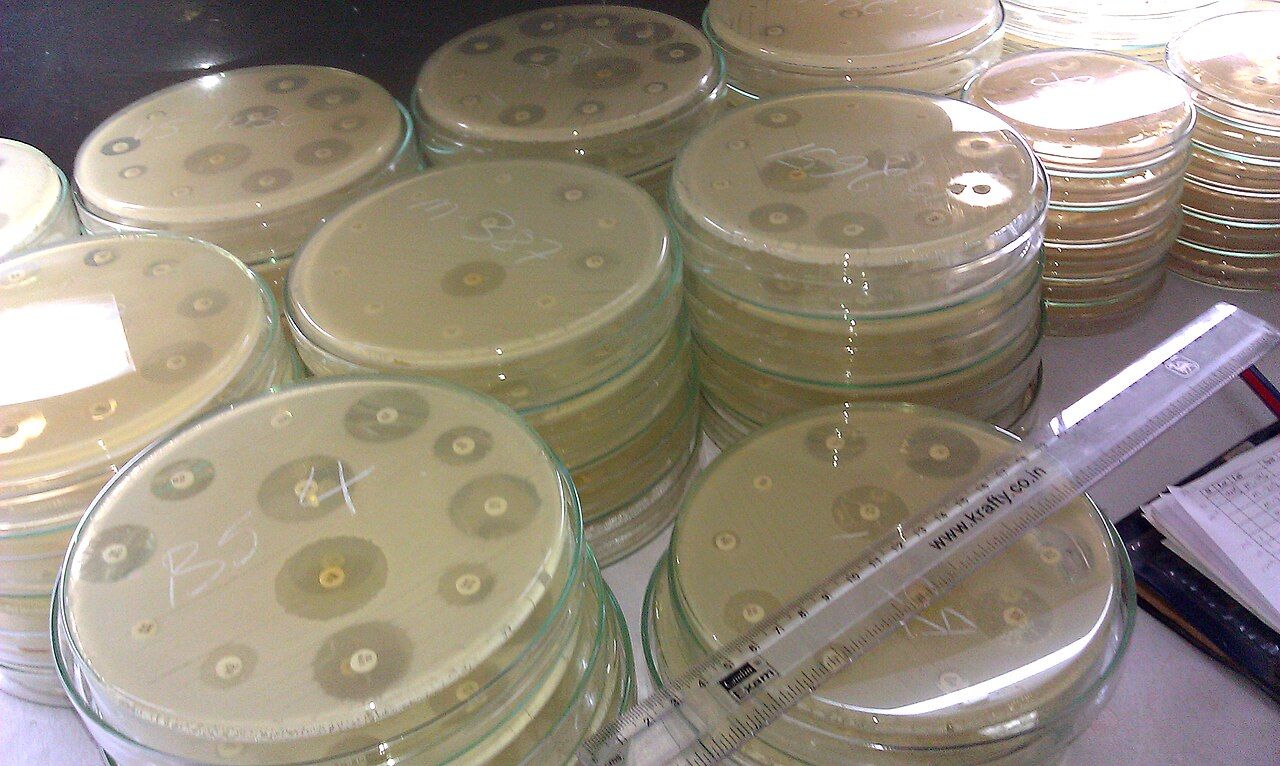 Disk diffusion susceptibility testing: the diameter of the clear zone around each antibiotic disk is translated into the susceptible, intermediate or resistant result you read on the chart.