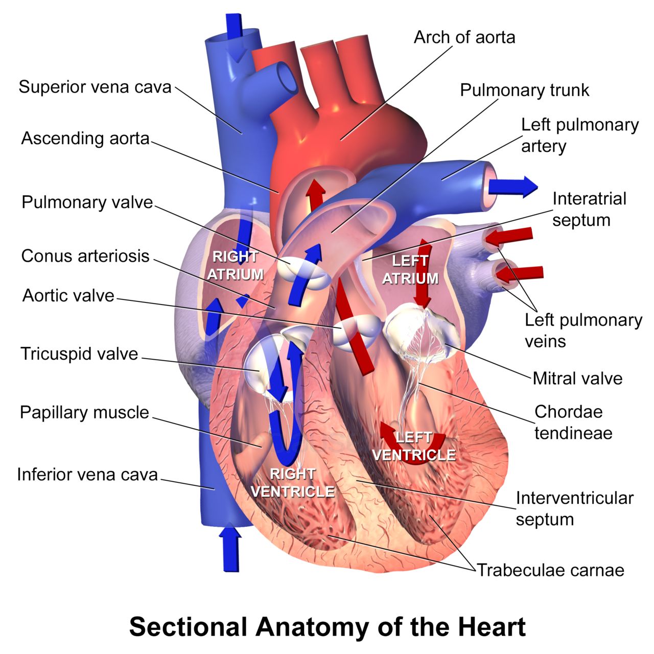 A cutaway of the heart supplies almost every structural root used in this chapter, from atri/o and ventricul/o to valv/o and sept/o.