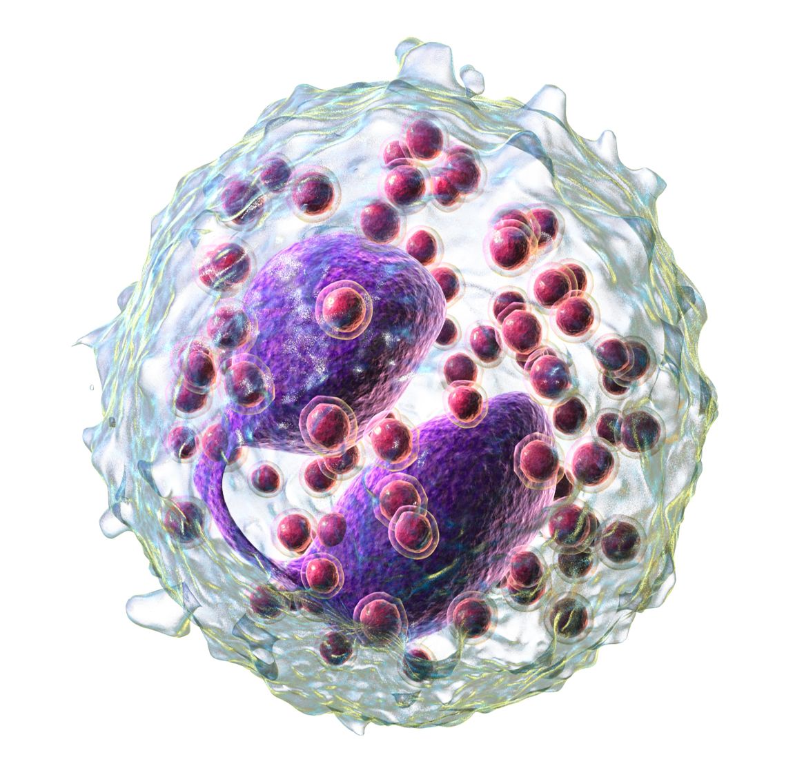 Illustration of a single eosinophil showing its bilobed nucleus and coarse cytoplasmic granules