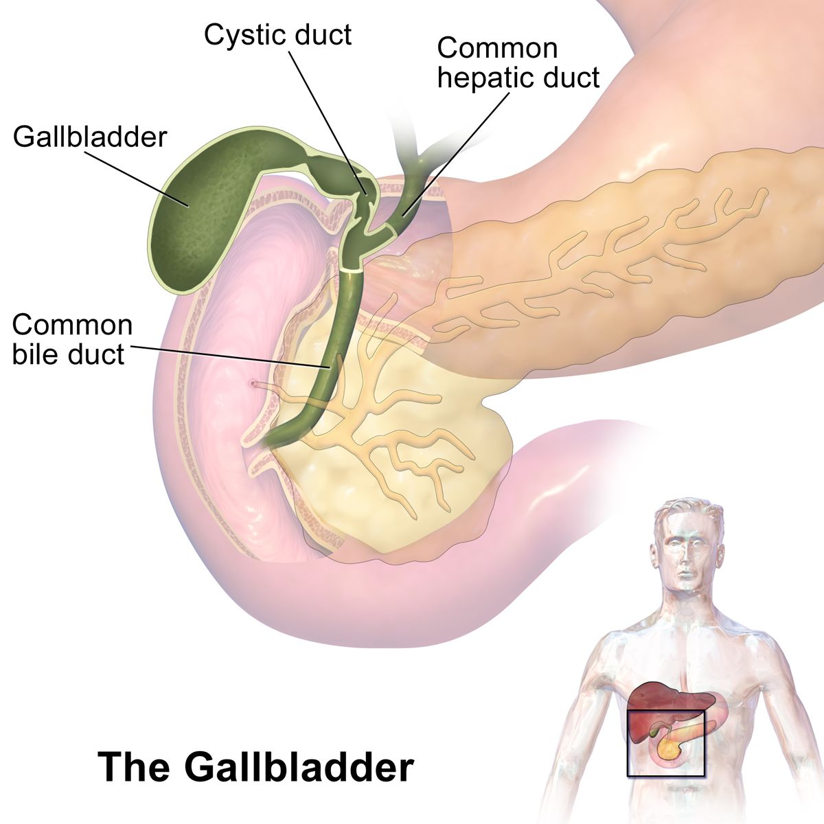 Diagram of the biliary system showing the liver, hepatic ducts, gallbladder, cystic duct, common bile duct and pancreatic duct draining into the duodenum