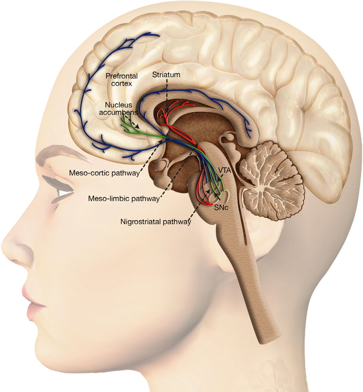 The mesolimbic dopamine pathway &mdash; ventral tegmental area to nucleus accumbens to prefrontal cortex &mdash; is the circuit every addictive substance ultimately hijacks.