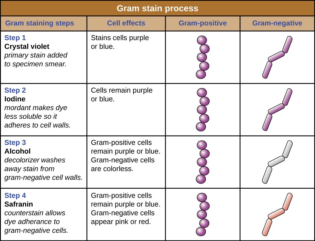 The four-step Gram stain procedure, showing how Gram-positive and Gram-negative cells respond at each step