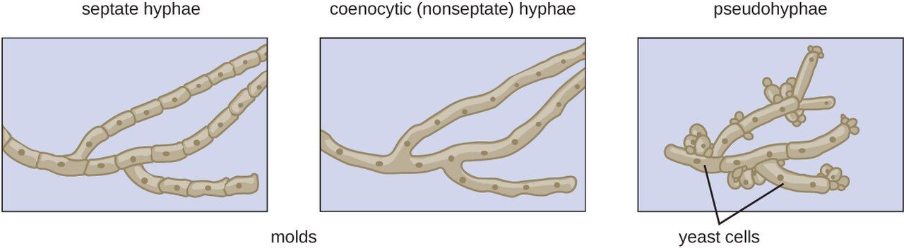 Fungal hyphae forming the branching filaments of a mold
