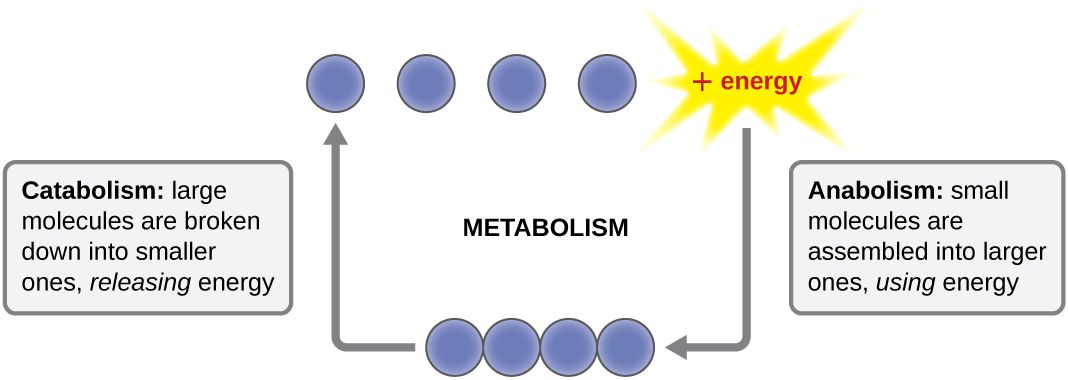 Overview of microbial metabolism, showing how nutrients are used for energy and building blocks