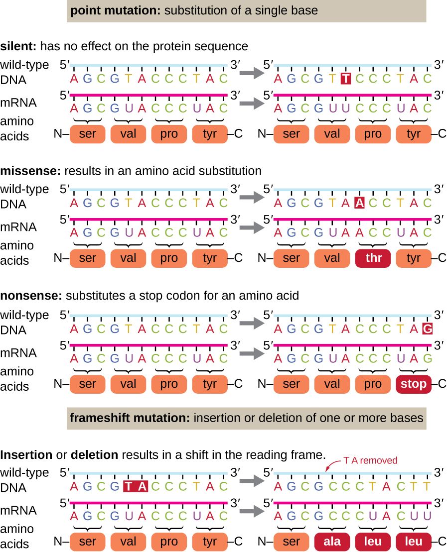 Effects of different mutation types on the protein produced