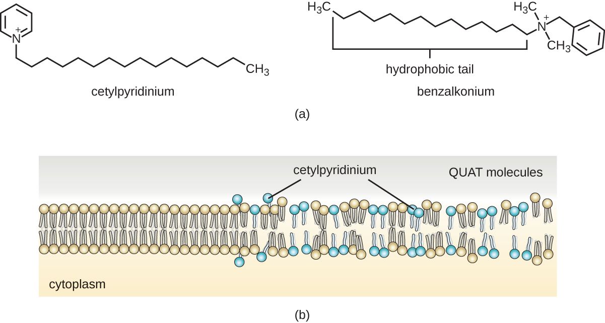 Quaternary ammonium compounds, a common class of disinfectant