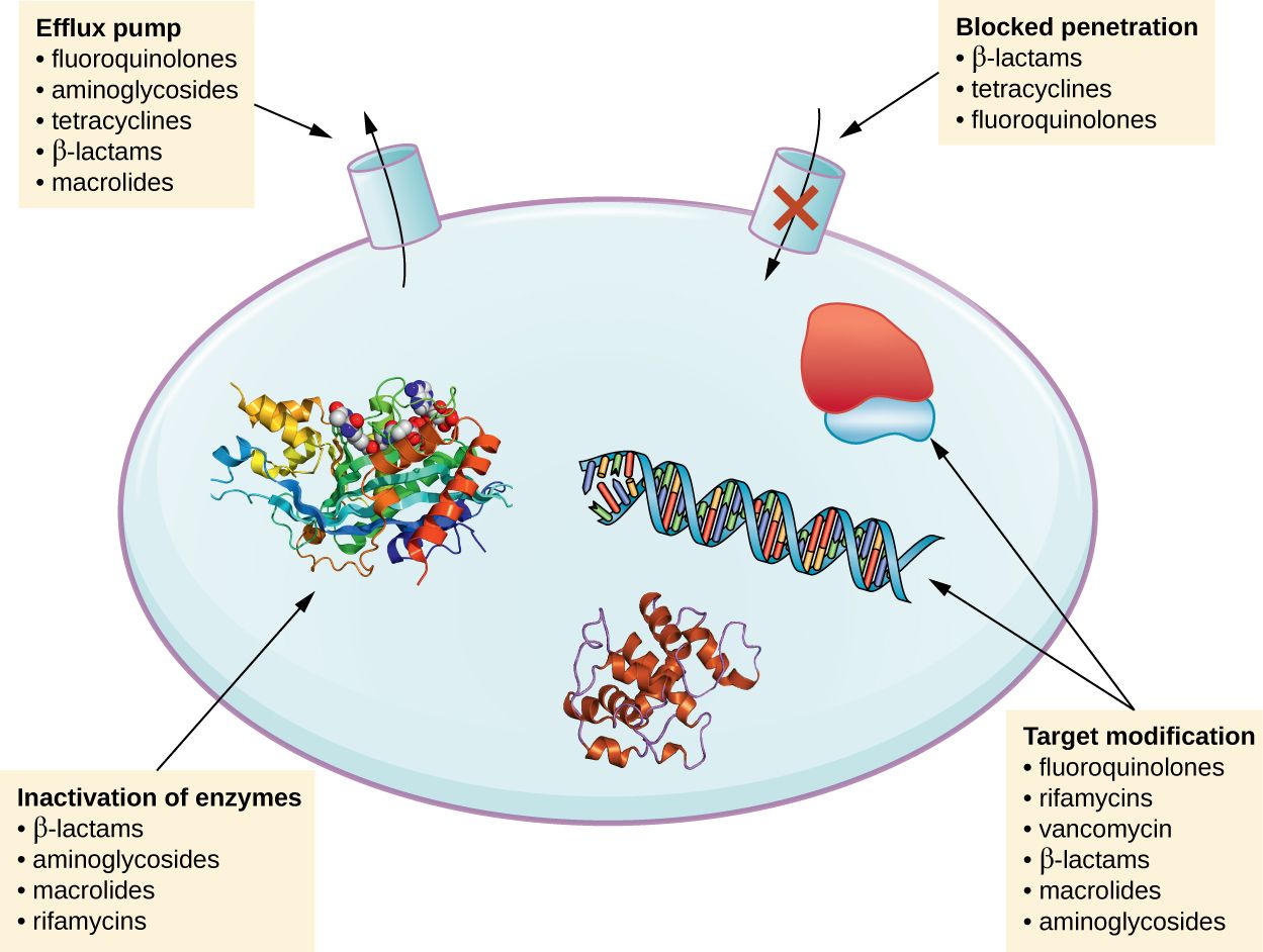 Diagram of the mechanisms bacteria use to resist antimicrobial drugs