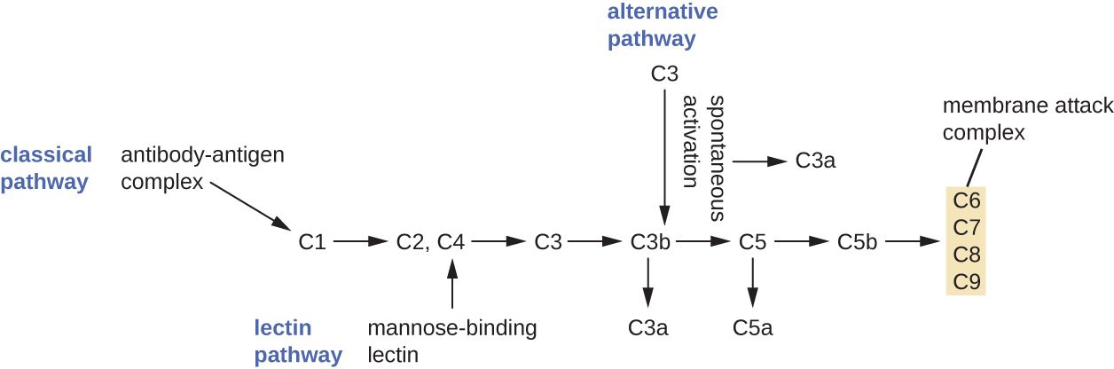 The classical and alternative pathways of the complement cascade converging on C3